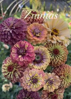 a bunch of flowers that are in some kind of potted plant with the words zinnas on it