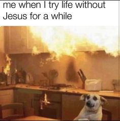 a dog sitting on top of a table in front of a kitchen filled with flames