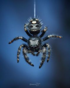 a large spider hanging upside down on its back legs in the dark blue sky with it's eyes wide open