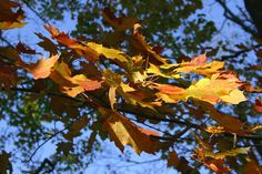 the leaves are changing colors in the fall season, and it is hard to tell what color they are