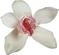 a white and pink flower with spots on it's petals is shown against a white background