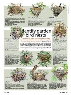 an image of birds in the garden with their nests on it's side