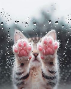 Aegean Cat, Wallpaper Gatos, Apps On Your Phone, Hand Wallpaper, Kitten Drawing, Wallpaper Fashion, Rain Art, Wallpaper Cat, Cute Cat Wallpaper