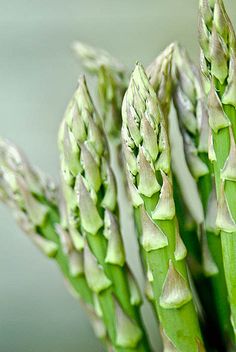 asparagus spears with green stems in the foreground