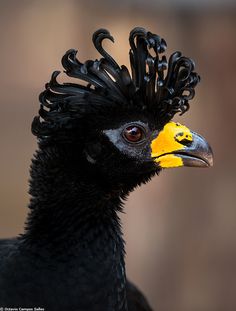 a close up of a bird with a black and yellow headband on it's head