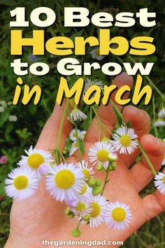 hands holding flowers with the words 10 best herbs to grow in march