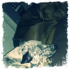 a dog is laying on the floor next to a couch with his head resting on it's paws