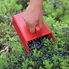 a person with a red brush is picking blueberries