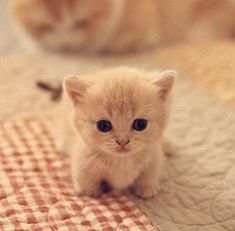 two small kittens sitting on top of a bed next to each other