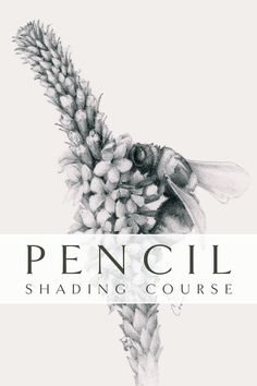 pencil shading course with an image of a bee on a flower and the words pencil shading course