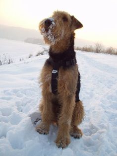 a brown dog sitting in the snow looking up