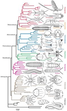 a diagram showing the different types of fish