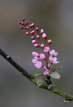 small pink flowers are growing on a branch