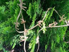 the top view of a tree with lots of green leaves and branches hanging from it