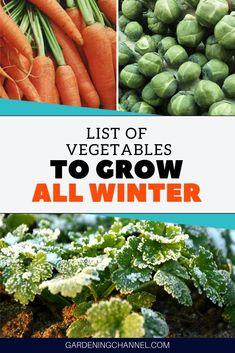 the list of vegetables to grow all winter