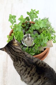 a cat looking up at a potted plant with green plants in it's mouth