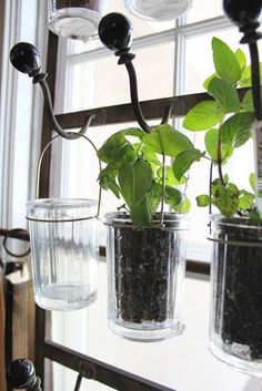 some plants are growing in glass vases on a window sill