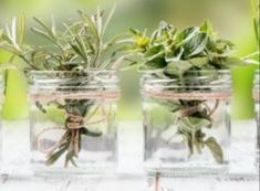 three jars with plants in them sitting on a table