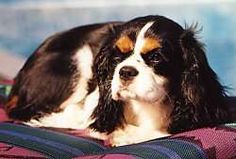 a black and white dog laying on top of a bed