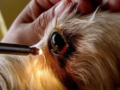 a close up of a dog being petted by someone with a light on it's eye