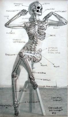 a drawing of a human skeleton and its parts