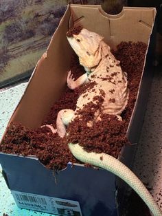 a lizard in a box with dirt on the ground