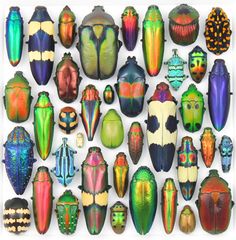 an assortment of different types of beetles on a white background with color swatches in the bottom right corner