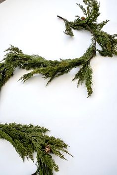 some green plants are laying on a white surface