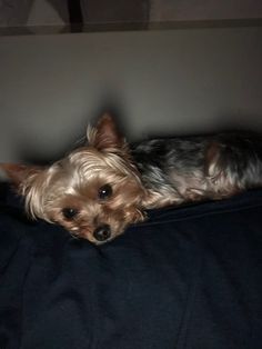 a small dog laying on top of a black bed cover next to a white wall