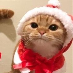 a cat wearing a santa hat and red bow tie standing in front of a white wall