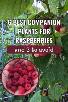 raspberries in a bowl with the words 6 best companion plants for raspberries and 3 to avoid