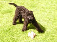 a small black dog standing on top of a lush green field