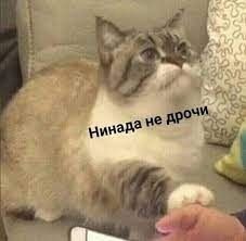 a cat is sitting on a couch and looking up at someone's hand with the caption in russian