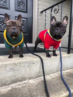 two small dogs wearing sweaters and leashes standing on the front steps of a house