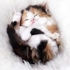 a small kitten sleeping on top of a fluffy white blanket with its eyes closed and it's head in the air