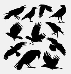 the silhouettes of different birds are shown