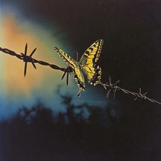 a yellow butterfly sitting on top of a barbed wire