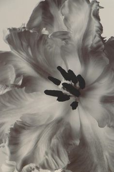 a black and white photo of a large flower