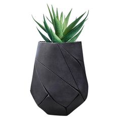 a plant in a black vase on a white background