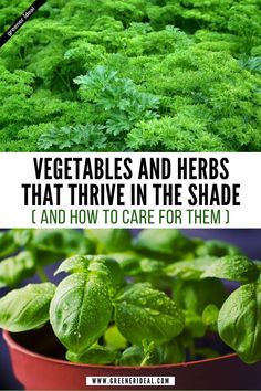 vegetables and herbs that thrive in the shade i and how to care for them 1