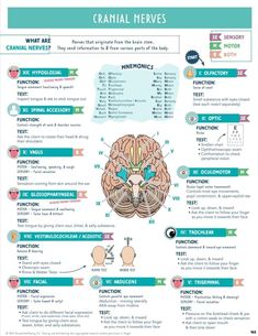 the human brain and its functions are shown in this diagram, which shows how many different areas