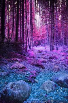 an image of a forest with rocks and trees in the foreground, purple hues on the ground