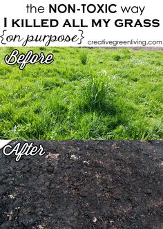 the before and after pictures of grass seeding