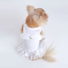 a small dog wearing a white dress with ruffles on it's back