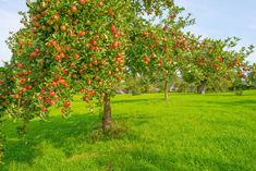 an apple tree with lots of fruit on it in the middle of a grassy field