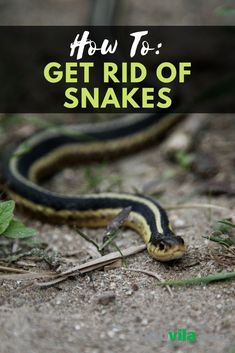 a snake on the ground with text overlay that reads how to get rid of snakes