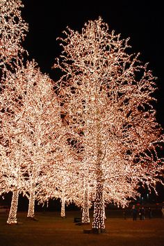 lighted trees in a park at night time