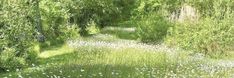 an open field with lots of trees and white flowers