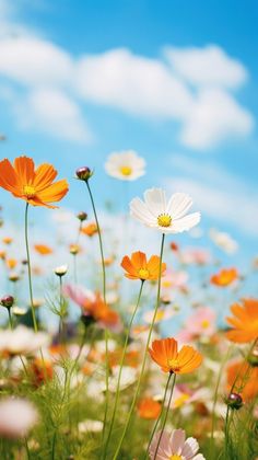 many different colored flowers are in the field