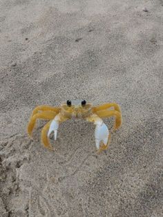 a yellow crab with black eyes on the beach